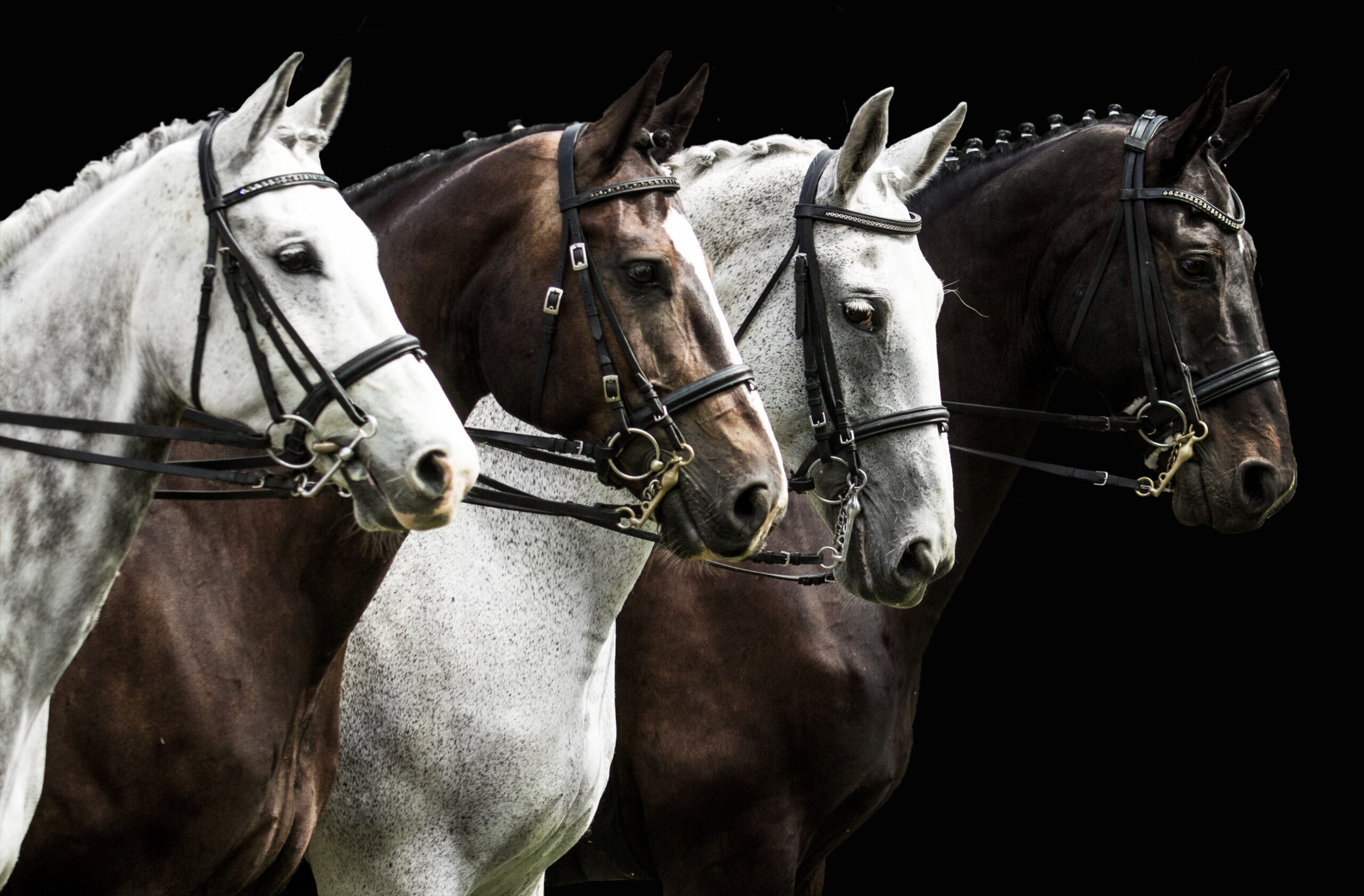 Four horses in dressage competition isolated on black